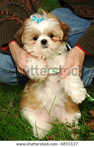 A cute little 12 week old shih tzu puppy with a blue bow in her hair, outside in the grass.
