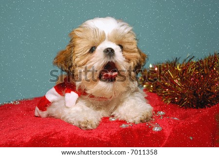 Catching Snowflakes - a cute Shih Tzu puppy tries to catch snowflakes on her tongue in winter at Christmas time.