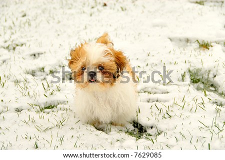 cute puppies playing in snow. stock photo : Shih Tzu Playing