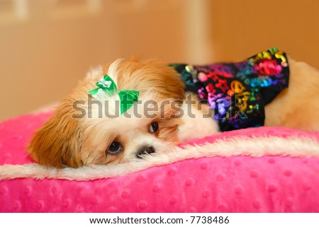 I\'m Sorry, It Was An Accident. - A shih tzu puppy with an expression of shame on her face, lying on a pink minky fabric pillow.  Shallow depth of field with clear focus on her head and eyes.