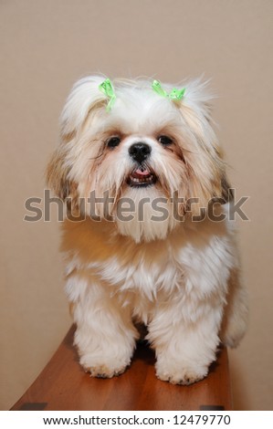 9 month old Shih Tzu Girl Puppy with hair bows