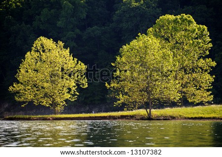 Tree Reflection - golden leaves reflected in the lake water at sunset on Cave Run Lake, Kentucky, USA.