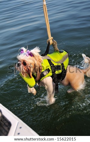 Shih Tzu Puppy, wearing a life jacket, is attached to a rope and pulled out of the water at a lake.