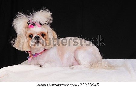Shih+tzu+dogs+with+short+hair