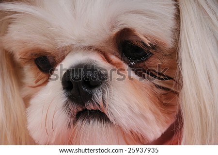 Shih Tzu Puppy - close-up shot of her nose and eyes and expressive little face.