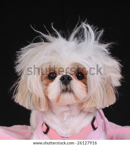 A Shih Tzu Dog with wild hair, having a bad hair day.