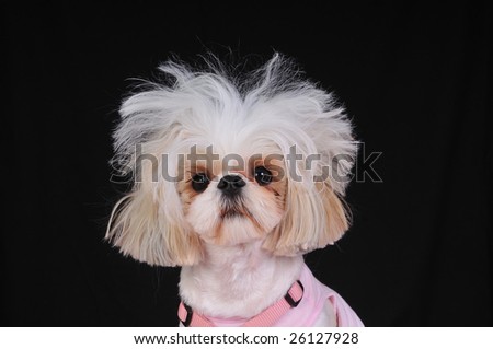 Bad Shih Tzu