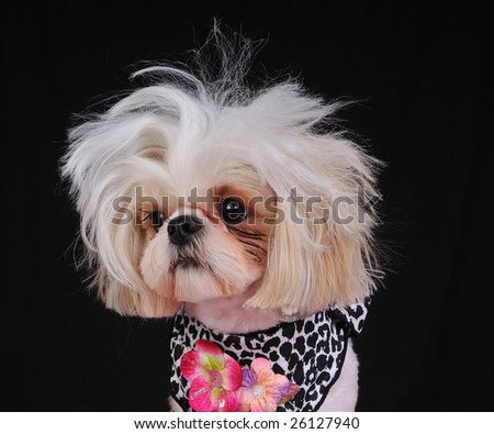 A Shih Tzu Dog with wild hair, having a bad hair day.