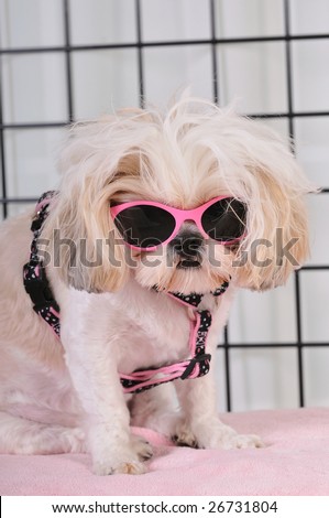 Shih Tzu Puppy wearing hot pink sunglasses