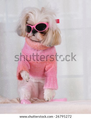 stock photo : Which Way To The Ski Slope - Shih Tzu Puppy standing up,
