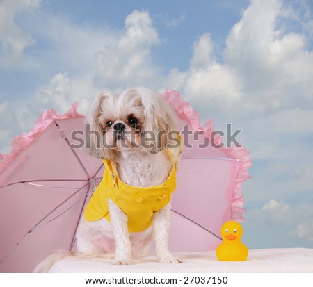 stock photo : Shih Tzu Puppy wearing a yellow slicker rain coat with a pink 
