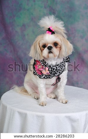 Shih  Hair Styles on Stock Photo   Shih Tzu Dog With A Short Summer Haircut And Bows In Her