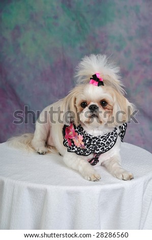 Shih  Hair Styles on Stock Photo   Shih Tzu Dog With A Short Summer Haircut And Bows In Her