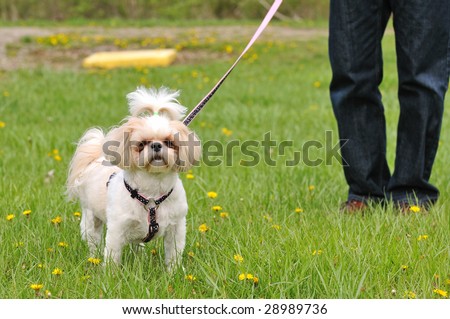 Dog standing on the grass wearing a leash and her owner\'s legs are in the distance, out of focus.  Obeying the leash law.