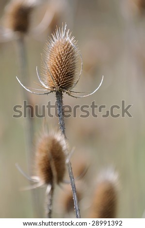 A beautiful thistle weed seed pod with sharp focus and very soft background.
