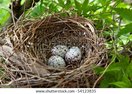 A nest filled with three Cardinal bird eggs in the branches of a Chinese Elm tree.