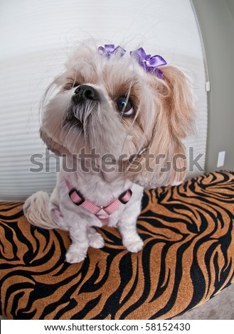Bobble Head Puppy - A puppy girl with bows in her messy hair looking up to the left and sitting on a zebra cushion.