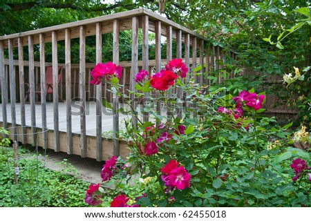 Beautiful red roses growing in a lush garden at the corner of a wood deck in the back yard in springtime.