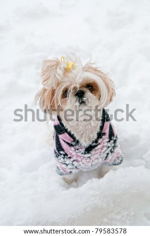Cute little ShihTzu pup with a yellow bow in her hair and wearing a sweatshirt, standing in the deep snow with snowflakes all over her furry face in winter.