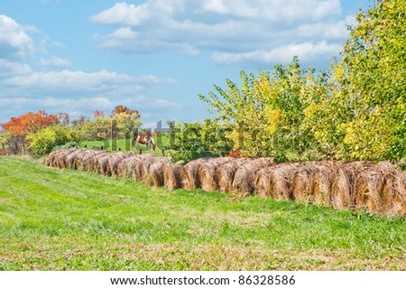 Horse farm in Kentucky.  A horse grazing in a meadow behind rolls of harvested hay on a farm in Kentucky.
