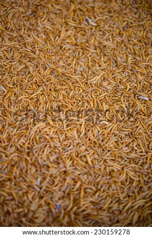 A Ton of meal worm larvae for feeding birds reptiles or fish