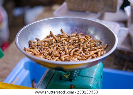 A Ton of meal worm larvae for feeding birds reptiles or fish