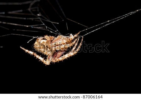 web Spider on her net