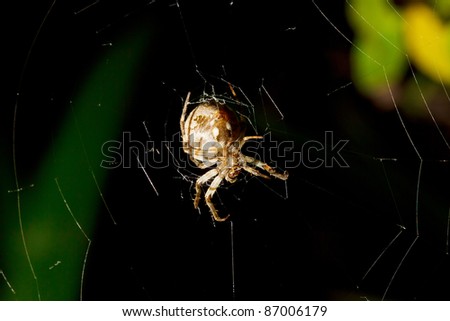 web Spider on her net