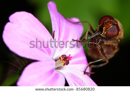 Hover fly sipping nectar from a flower
