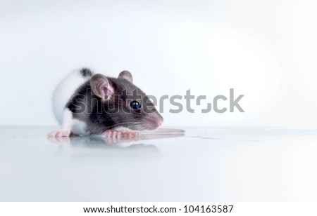 black and white rodent isolated on white