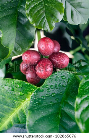 Coffee tree branches with water drops.\
Coffee tree branches filled with red cherries. Coffee cherries (beans inside) are ready for harvest.