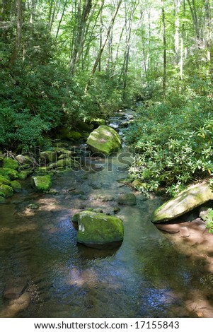 A small mountain stream in the forest
