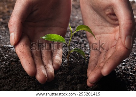 hands holding and caring a young green plant in the rain