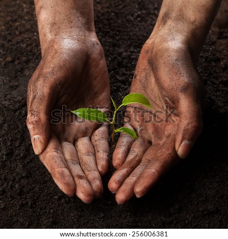 hands holding and protecting a young green plant in the rain