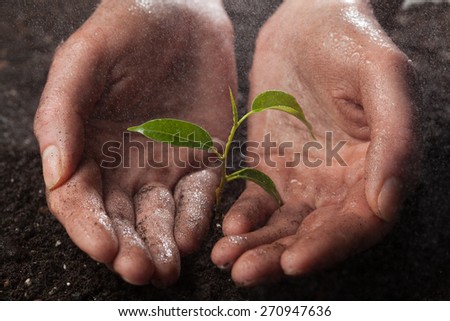 hands holding and protecting a young green plant in the rain