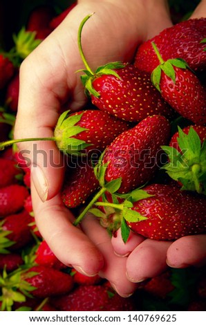Red juicy strawberries in hands