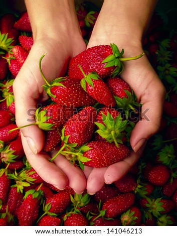 Red juicy strawberries in hands
