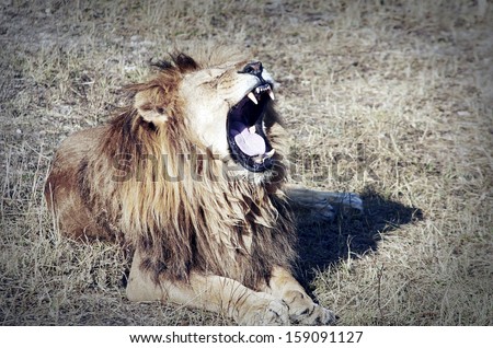 Large lion lying in the grass