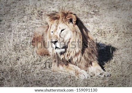 Large lion lying in the grass
