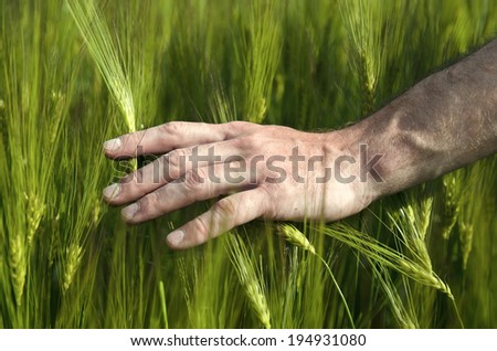 Strong man\'s hand and wheat