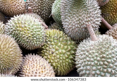 Durian fruit , Durio Malvaceae family, southeast Asia king of fruits with thorn-covered husk