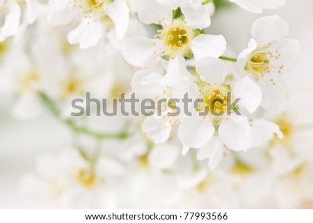 bird cherry tree flowers