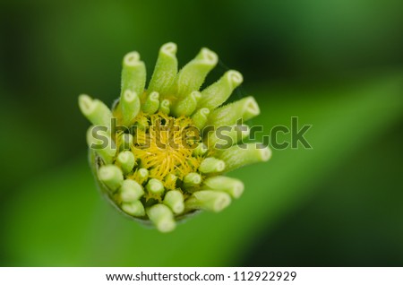 Blossoming zinnia, close-up photography