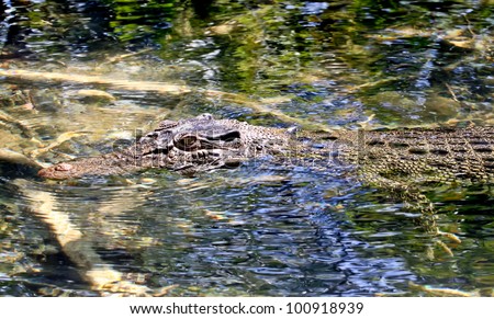 An Australian salt water crocodile lying in wait up a small crystal clear river in far north Queensland.