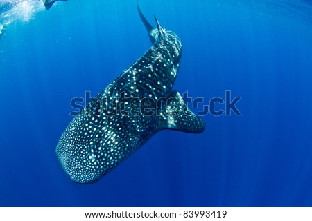 A Huge Whale