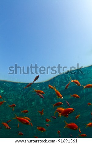 Bright orange reef fish with the reflection of the coral reef in Egypt. Red Sea with plenty of Copy space.