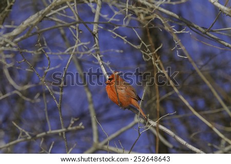 Red Cardinal bird sitting on a branch during a sunny winter day. Male Northern cardinal.