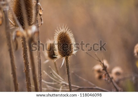Dried plants at sunset in middle of autumn