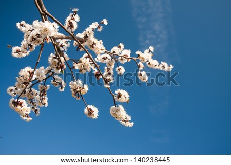 Beautiful flowers with blue sky  Background with flowers on a spring day.