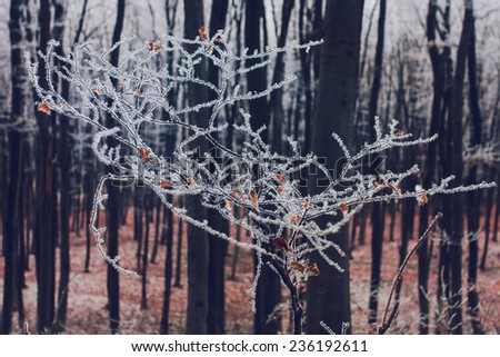 Winter nature background. Frozen branch with hoar-frost, soft focus. Creative toning effect